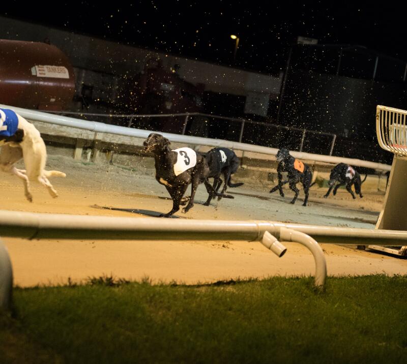 The greyhounds racing on the track at Sunderland Greyhound Stadium
