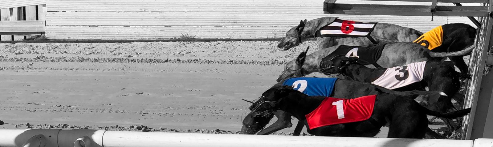 sunderland greyhounds leaving the traps