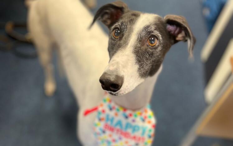 Sadie, a three-year-old retired greyhound. 