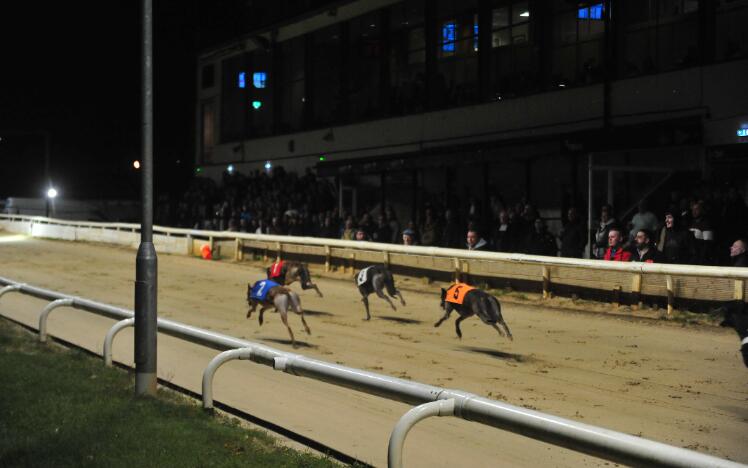 Sunderland greyhounds.