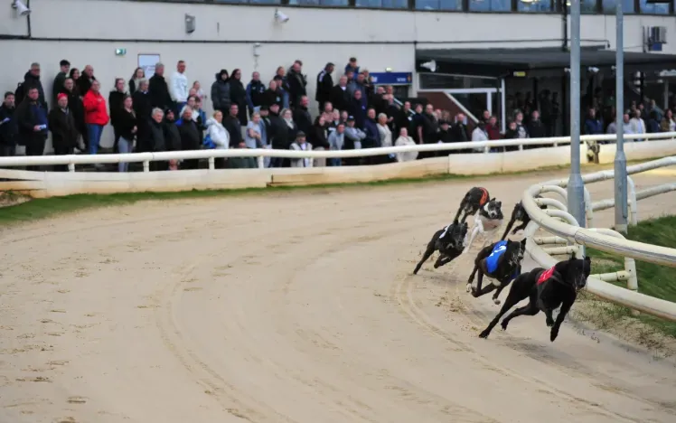 National Greyhound Week. 